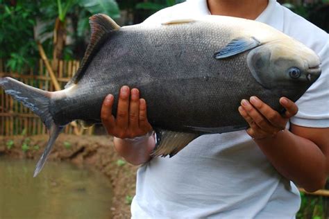 Kumpulan Umpan Mancing Bawal Terbaik untuk Mendapatkan Ikan yang Lezat